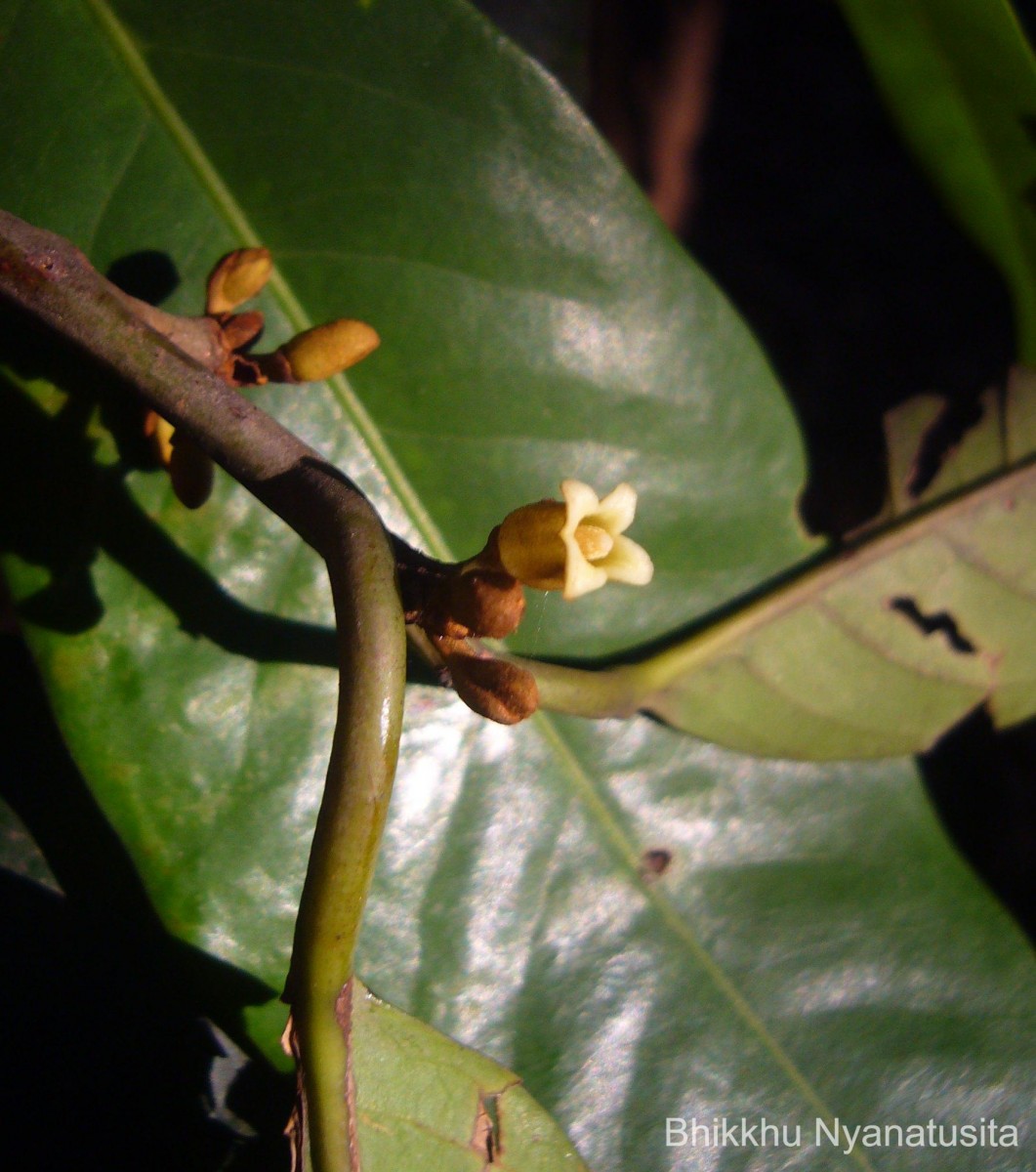 Myristica dactyloides Gaertn.